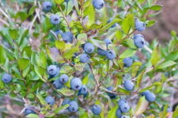 Le Myrte Commun, 1000 Fruits Séchés de Commun, Baies Biologiques, Produit Mon Jardin, Non Traitées