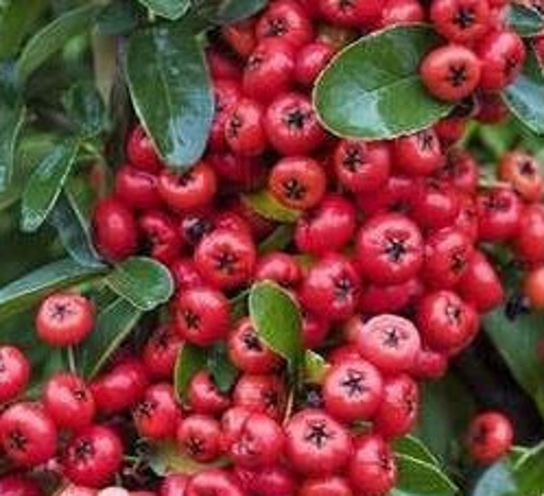 Pyracantha coccinea 'Red Column', PYRACANTHA seeds, herbs, spices, products from my garden, organic plant, organic PYRACANTHA image 3