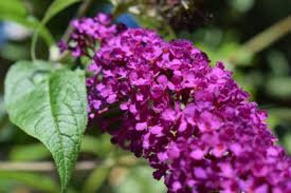 Buddleia de David, Buddleja Davidii, Arbre à Papillon, Graines Buddleia, Produit Mon Jardin, Arbre P