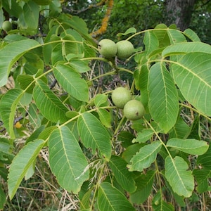 WALNUT, Dried leaves, WALNUT leaves, herbs, and spices, products from my garden, Organic Walnut, Picked and dried in the open air