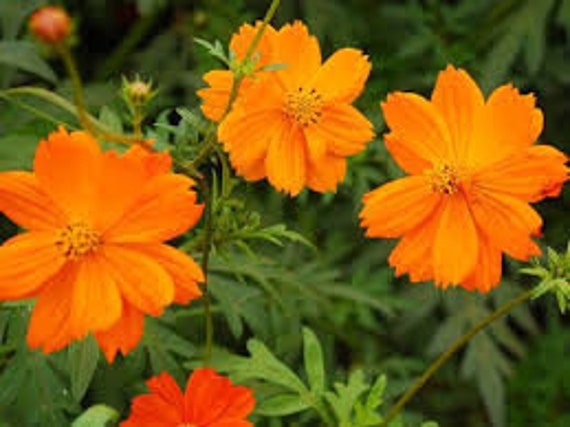 Lot de Deux Graines, Cosmos Sulphureus, Fleurs Souci, Graines Cosmos Sulphureus, et Souci, Mélangée,