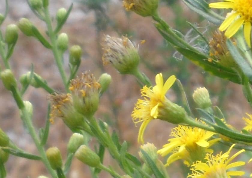 Sticky Inula Seeds of Sticky Inula, Dittrichia Viscosa, Organic Seeds, Grown in My ...