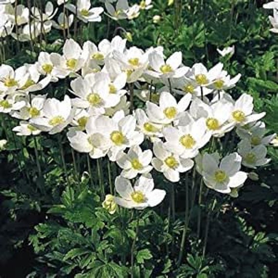 Anemone Green Snowflake Bubble Tip Anemone | New Dawn Aquaculture