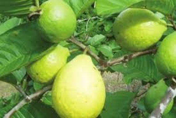 Graines de Goyave, Graines Biologique, Sans Traitement, Goyave Biologique