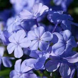 Könnte beinhalten: Nahaufnahme einer Gruppe von hellblauen Blüten mit jeweils fünf Blütenblättern. Die Blüten haben ein zartes, sternförmiges Aussehen.