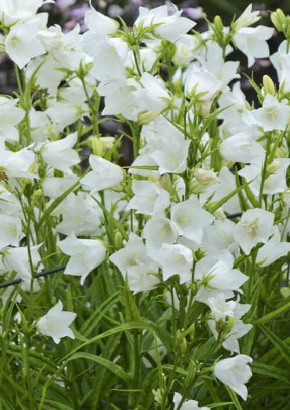 Campanule à Feuilles de Pêcher, Peach-Leaved Bellflower, Graines Campanule, Produits Mon Jardin, Pla