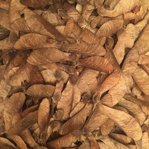 Ahornsamen, Ahorn-Nüsse, Produkte aus meinem Garten, Bio-AHORN, gepflückt und getrocknet, im Freien