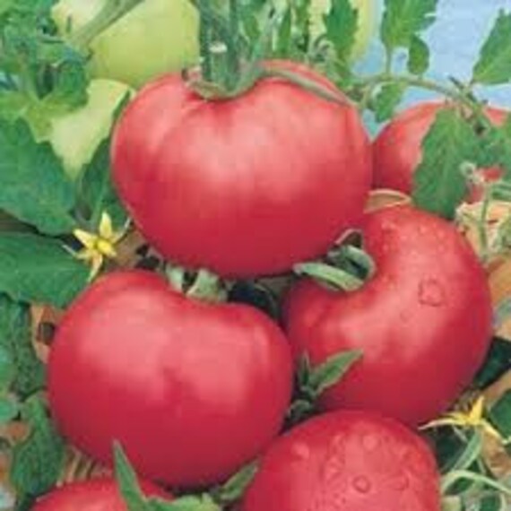 Tomate Rose de Berne, Graines Tomate, Rose Berne, Tomates Biologique, Fruits Biologique, Tomates Mon