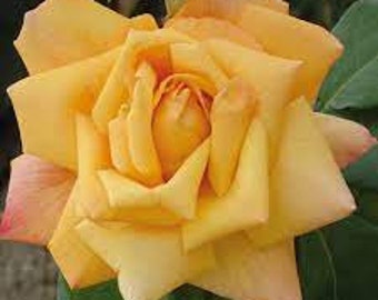 Rose bush seeds, large yellow turbinate flowers, product from my garden, organic plant, organic flower, untreated flowers