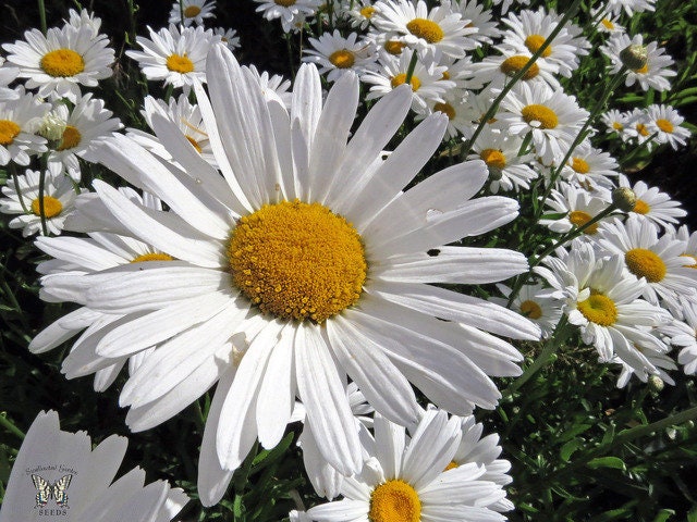 Grande Marguerite, 10 cm de Diamètre, Graines Marguerite, Produits Mon Jardin, Plante Bio, Non Trait