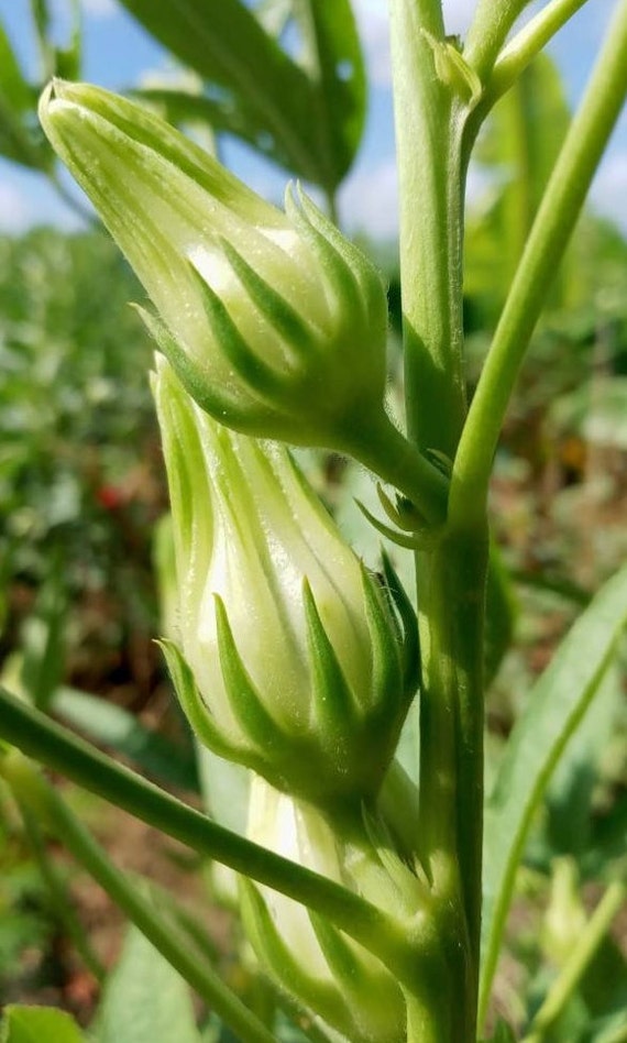 Dried white bissap flowers, organic flowers, untreated