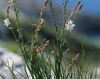 Asphodelus Albus, Asfodelo Foto Stock - Foto 5