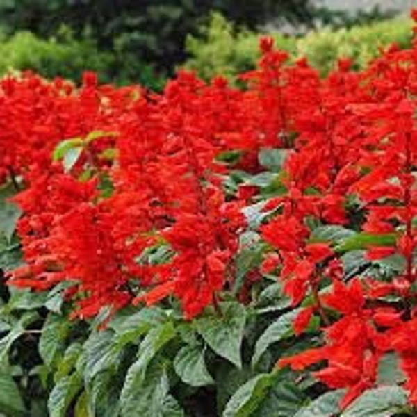 Graines de Salvia splendens,la sauge rouge,sauge écarlate,sauge splendide,sauge éclatante,produits de mon jardin,plante Bio,fleur bio