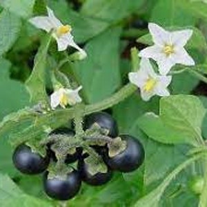 Black nightshade seeds, Solanum nigrum, organic plant, product from my garden, untreated, image 1