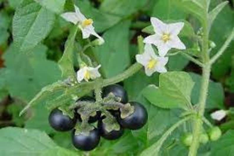 Black nightshade seeds, Solanum nigrum, organic plant, product from my garden, untreated, image 1