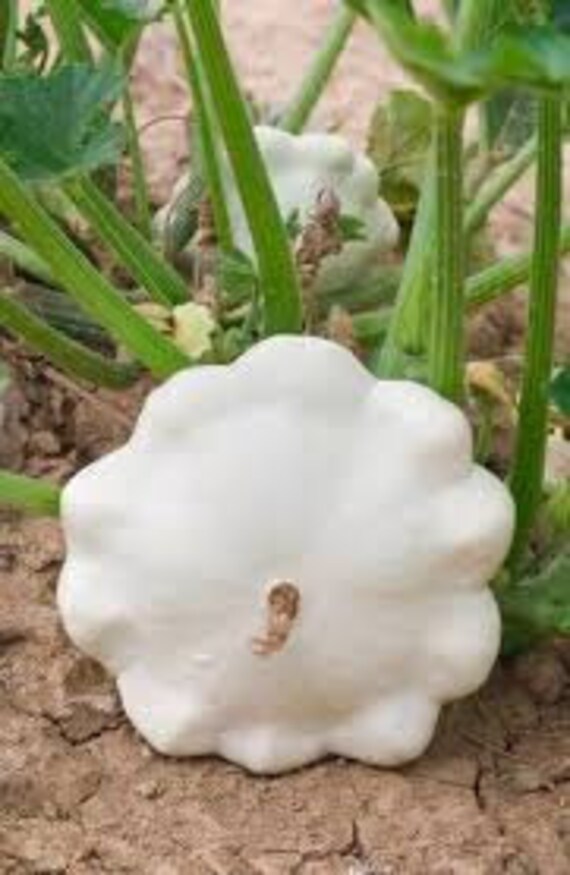 Courge Blanche, Le Pâtisson, Graines de Courge Blanche, Comestible, Variété Butternut, Produits Mon 