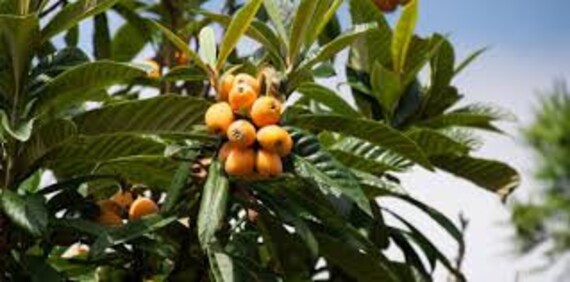 Feuilles Séchées, de Néflier Du Japon, Tisane de Neflier, Produits Mon Jardin, Néflier Japon Bio, Pl