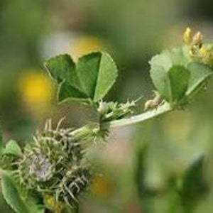Puede incluir: Primer plano de una planta verde con pequeñas hojas en forma de corazón y un grupo de capullos de flores amarillas.