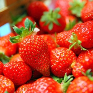 Strawberry La Gariguette, strawberry seeds, ORGANIC strawberry, organic fruit, strawberry from my garden, without any products, without any treatment
