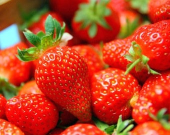 La Gariguette-Erdbeere, Erdbeersamen, BIO-Erdbeere, Bio-Obst, Erdbeere aus meinem Garten, ohne Produkte, ohne Behandlung