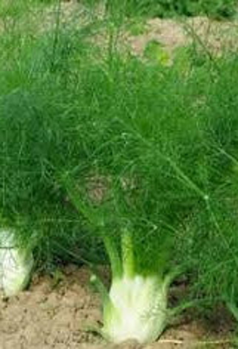 Fennel leaves dried leaves edible leaves fenne tisane Etsy