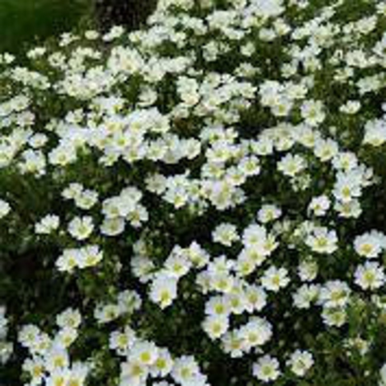 Sage leaf rockrose, Cistus salviifolius, Cistus salviifolius seeds, organic flowers, products from my garden, organic plant, untreated image 3