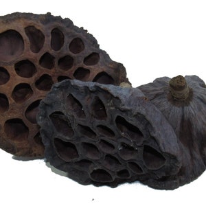May include: Close-up of dried lotus seed pods. The pods are various shades of brown and gray, with a distinctive honeycomb-like pattern of holes. The pods are arranged against a white background, highlighting their unique texture and form.