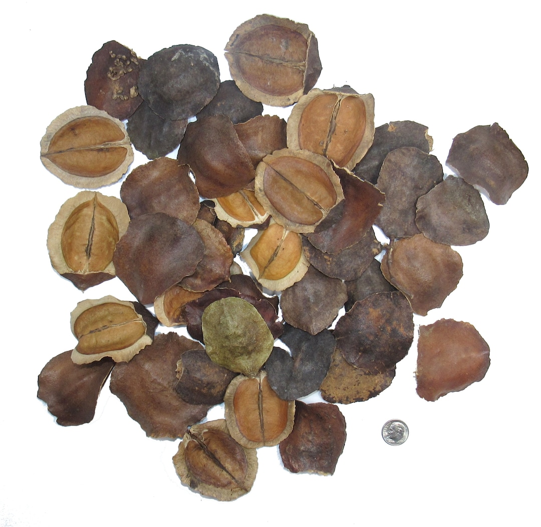 DRIED JACARANDA PODS Crafts Floral Arrangements Potpourri Natural Home