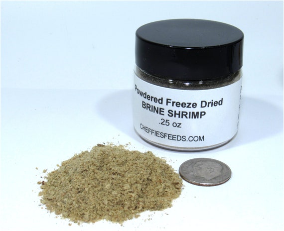 Baby brine shrimp for fry clearance