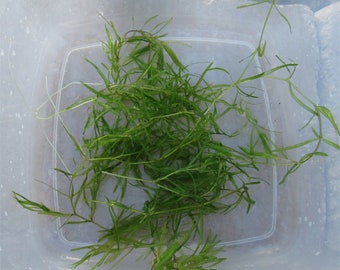 FRESH GUPPY GRASS from snail-free tank aquarium floating beginner easy grow freshwater live aquatic stem fast grow plant Najas Guadalupensis