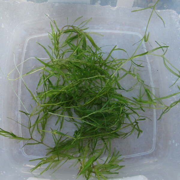 FRESH GUPPY GRASS from snail-free tank aquarium floating beginner easy grow freshwater live aquatic stem fast grow plant Najas Guadalupensis