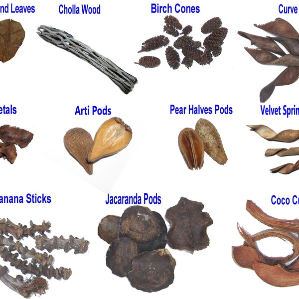 50+ Botanical Sampler Box Cholla Wood, Indian Almond Leaves, Birch Cones, Pods, Coco Curls Petals for Blackwater Tanks Aquariums Terrariums