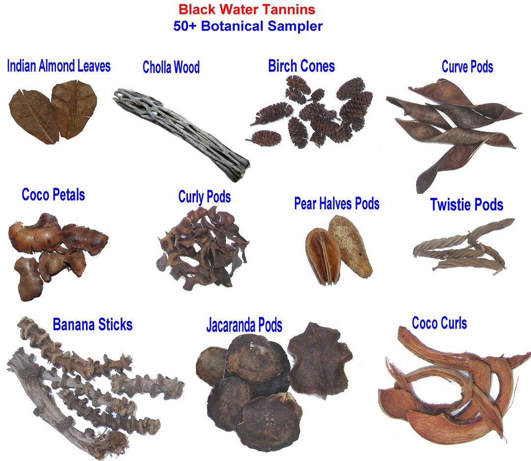 50 Botanical Sampler Box Cholla Wood, Indian Almond Leaves, Birch Cones