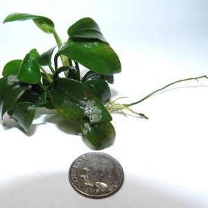 May include: A close-up of a small, green aquatic plant with broad, glossy leaves. The plant is positioned next to a U.S. dime for size comparison. The leaves have a dark green color with some yellowing. The plant has a few roots and a long stem.