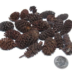May include: A collection of small, dark brown pine cones of varying sizes, scattered on a white surface. A U.S. dime is included for size reference. The cones have a textured, scaly appearance, and the overall color is a deep, earthy brown.