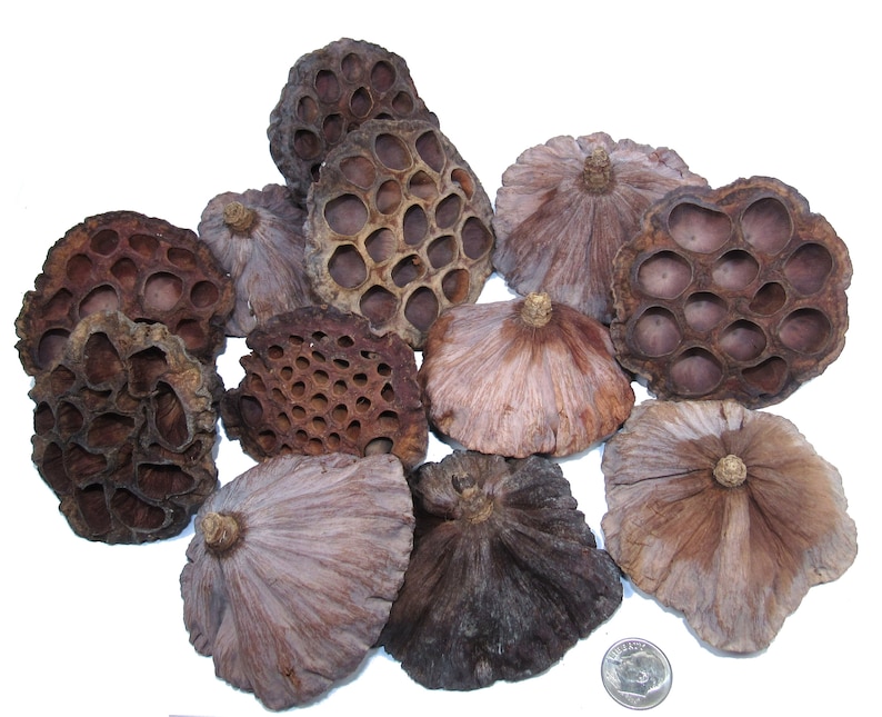 LOTUS POD LOT Natural Botanical Dried Seed Pods for Crafting, Potpourri ...