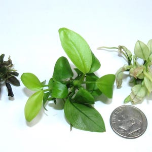 May include: Three small aquatic plants are displayed on a white surface. One is dark green and wilted, another is bright green with rounded leaves, and the third is pale green. A dime is included for size reference.
