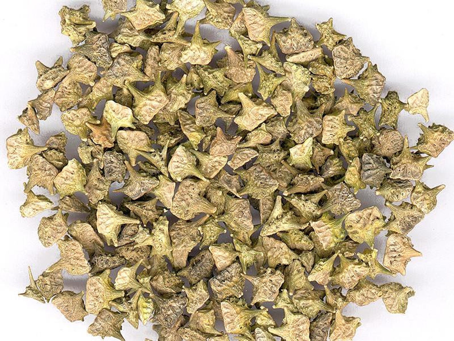 Organic Tribulus Fruit Whole Tribulus terrestris Etsy