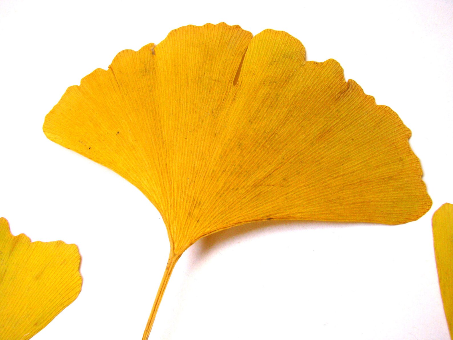 Large yellow Ginkgo leaves for natural crafts real Ginkgo Etsy
