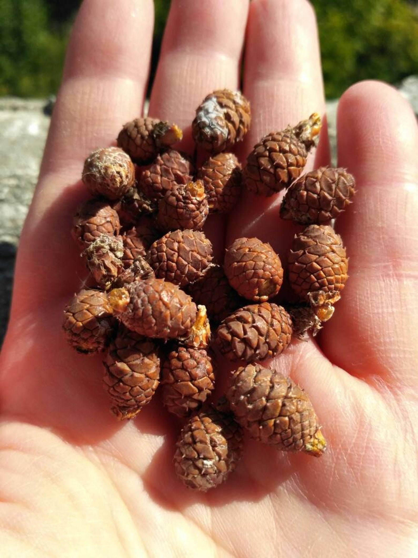 22 mini pine cones miniature real pine cone home decor Etsy