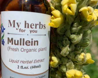 Mullein (FRESH Organic plant) tincture, Verbascum
