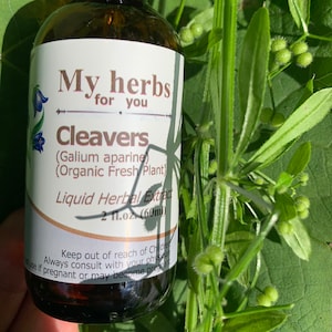 Tintura de Cleavers hierba orgánica fresca, Galium aparine imagen 1