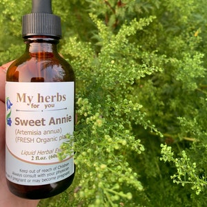 May include: A brown glass bottle with a dropper top, labeled "My herbs for you Sweet Annie (Artemisia annua) (FRESH Organic plant) Liquid Herbal Extract 2 fl.oz. (60ml)". Keep out of reach of Children Always consult with your physician if pregnant or may become pregnant."