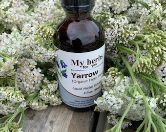 Yarrow (FRESH Organic plant) tincture, Achillea