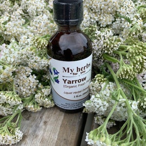 Yarrow (FRESH Organic plant) tincture, Achillea