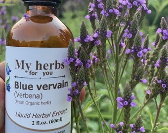 Blue Vervain (FRESH Organic plant) tincture, Verbena Hastata