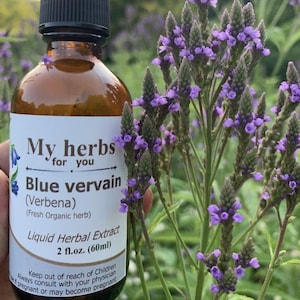 Tinctuur van blauwe ijzerkruid (VERSE biologische plant), verbena hastata