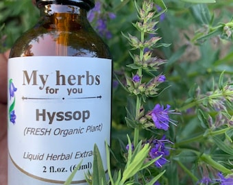 Hyssop (FRESH Organic) tincture, Hyssopus officinalis