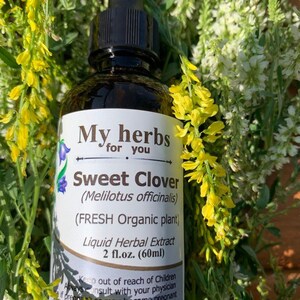 Sweet Clover tincture (FRESH plant), Melilot, Melilotus officinalis