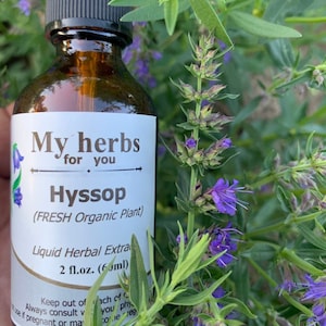 Hyssop (FRESH Organic) tincture, Hyssopus officinalis